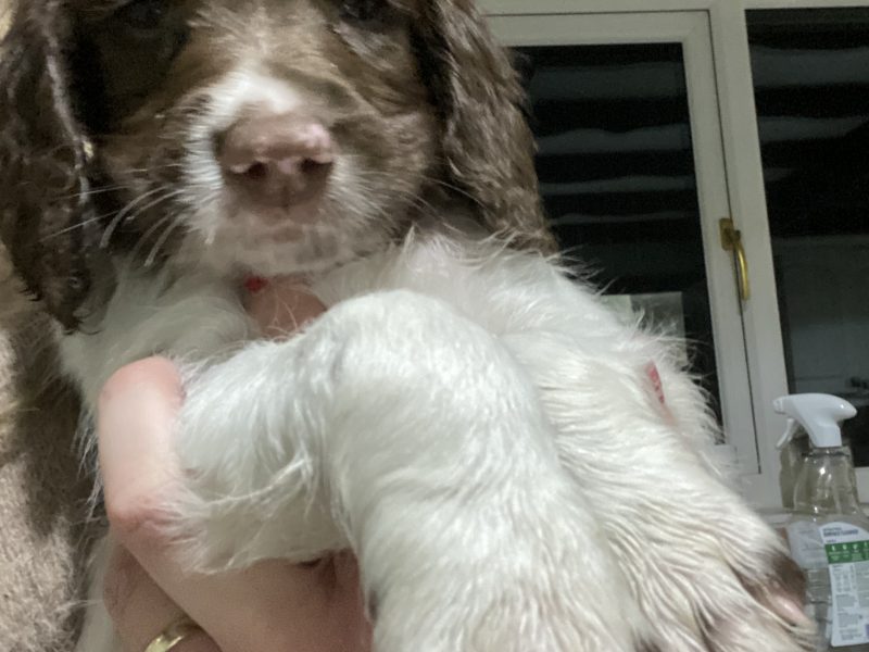 Fantastic litter of working English Springer pups