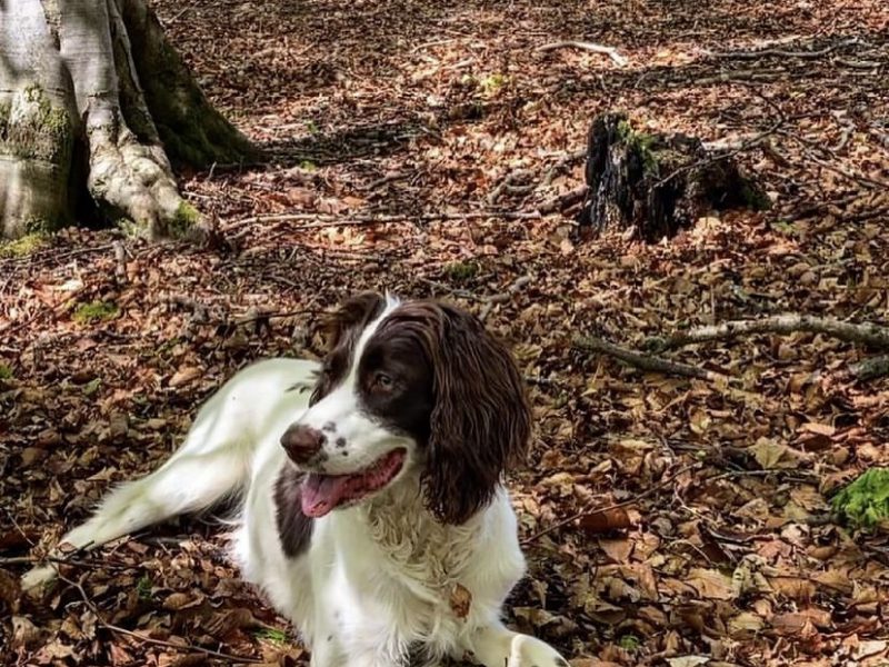 Fantastic litter of working English Springer pups