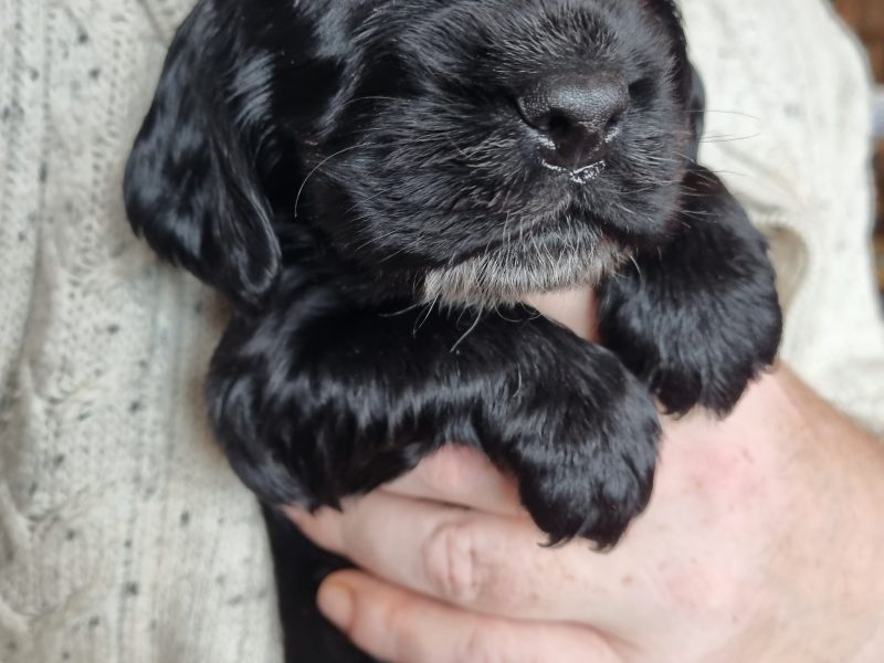 Sprocker Spaniel Puppies