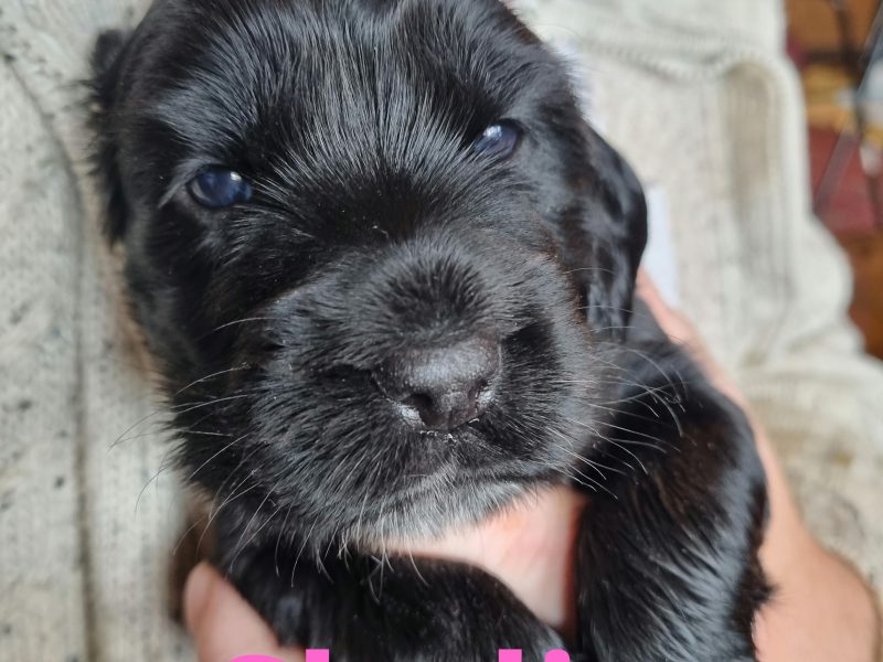 Sprocker Spaniel Puppies