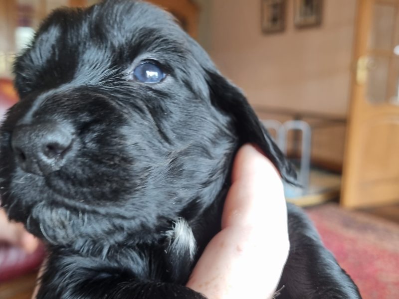 Sprocker Spaniel Puppies