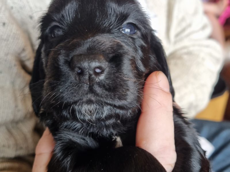 Sprocker Spaniel Puppies