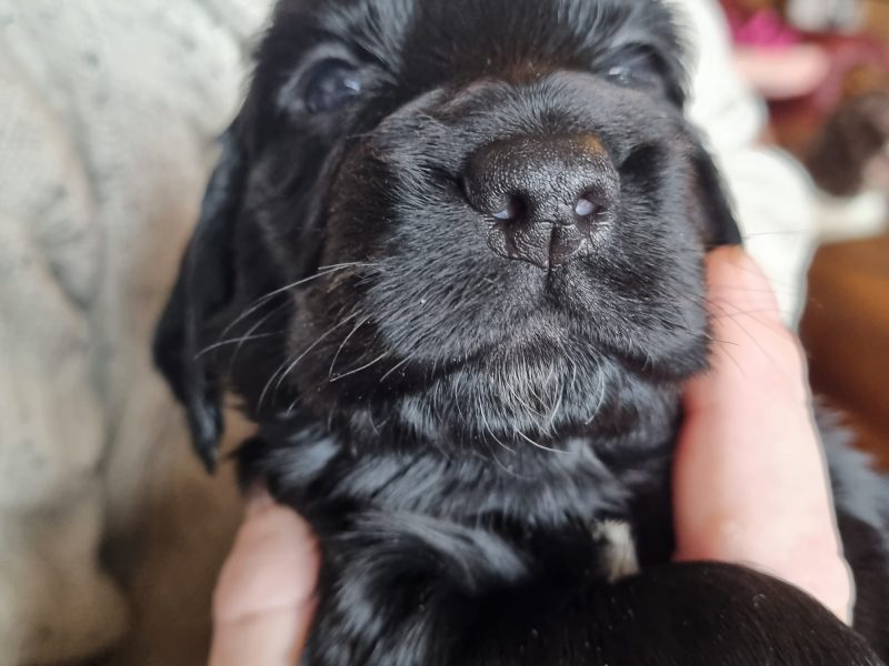 Sprocker Spaniel Puppies