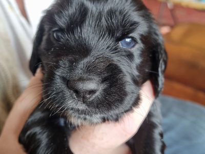Sprocker Spaniel Puppies