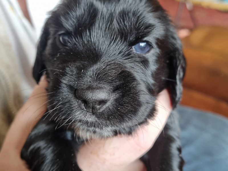 Sprocker Spaniel Puppies
