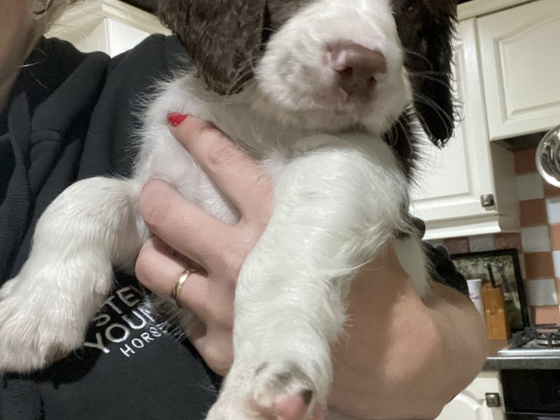 Fantastic litter of working English Springer pups