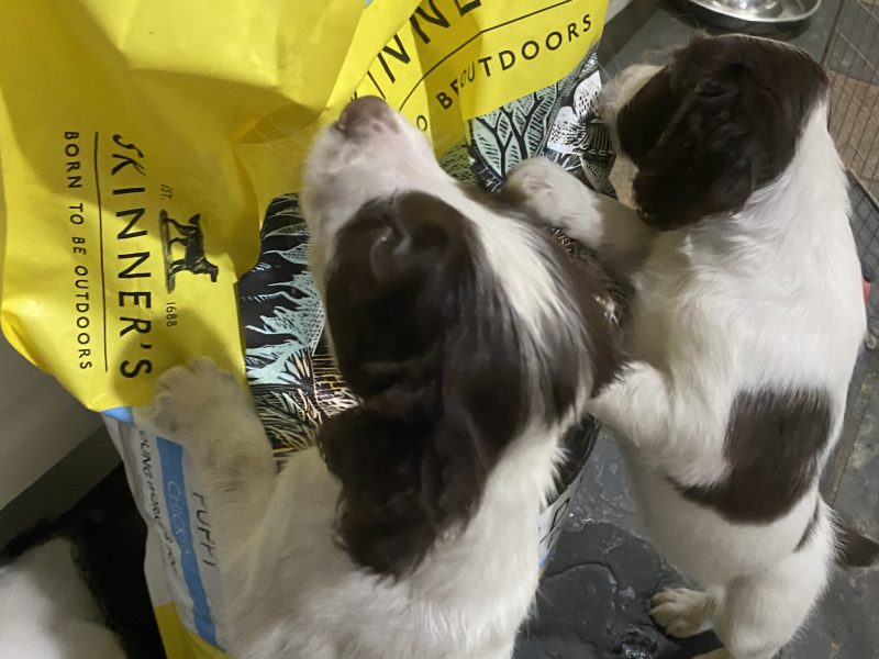 Fantastic litter of working English Springer pups