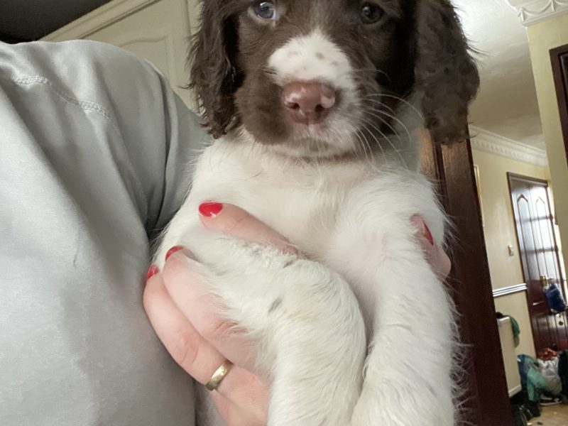 Fantastic litter of working English Springer pups