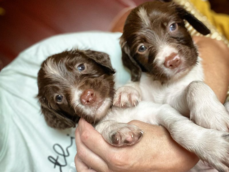 Fantastic litter of working English Springer pups