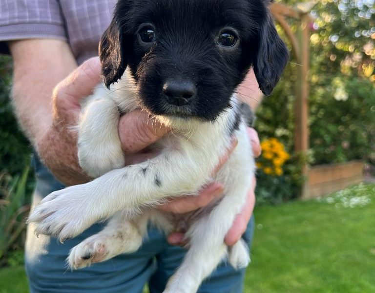 English springer spaniel pups