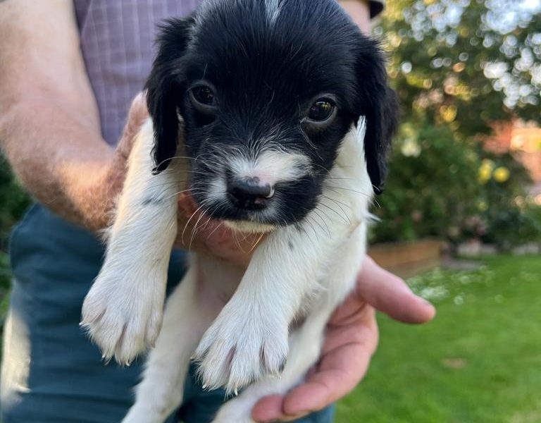 English springer spaniel pups