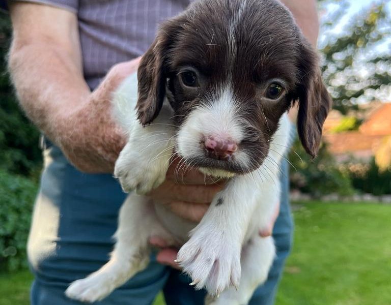 English springer spaniel pups