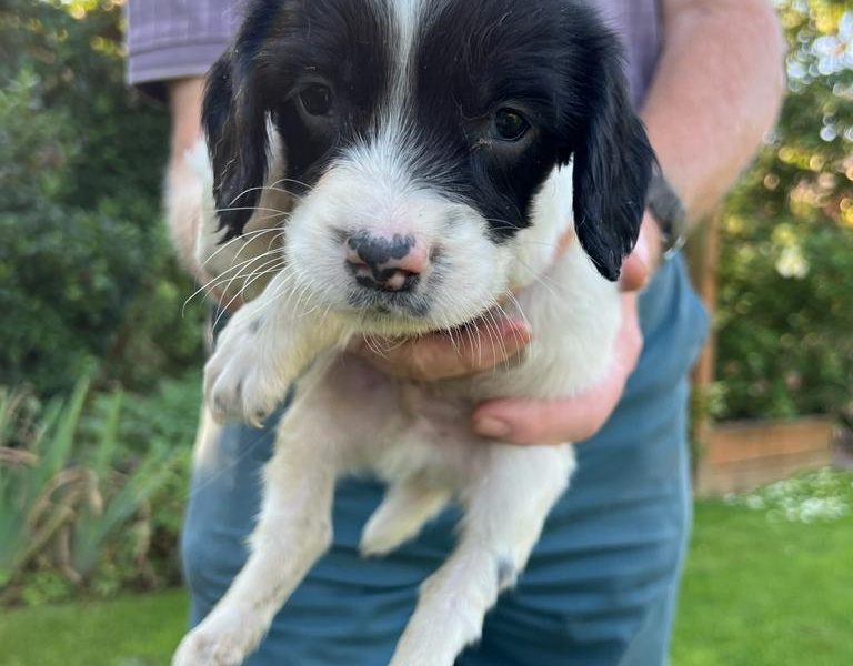 English springer spaniel pups