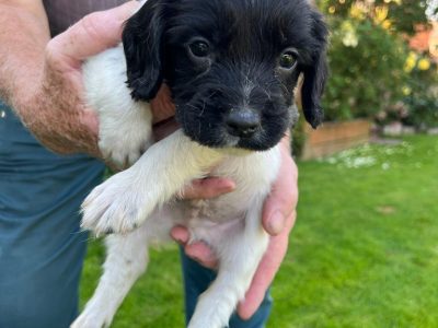 English springer spaniel pups