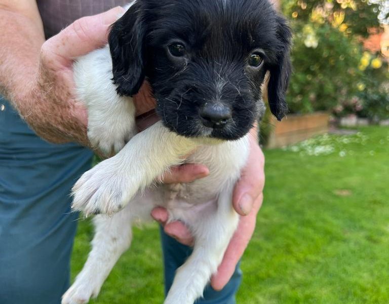 English springer spaniel pups