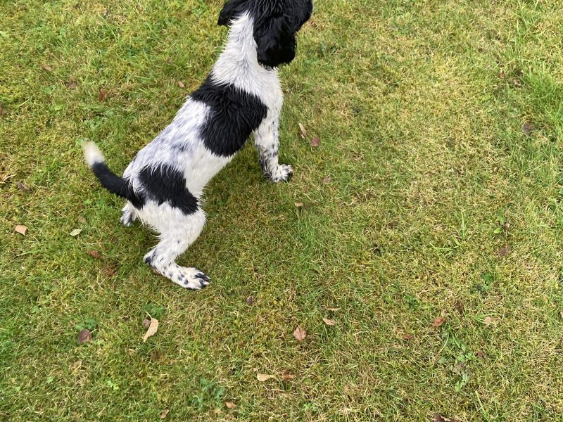 KC registered springer spaniel pups from working parents, both mum and dad are my own working dogs and are here to be seen, pups retrieving and sitting etc already, well socialised and not at all shy.. vaccinated, micro chipped, docked and vet checked.