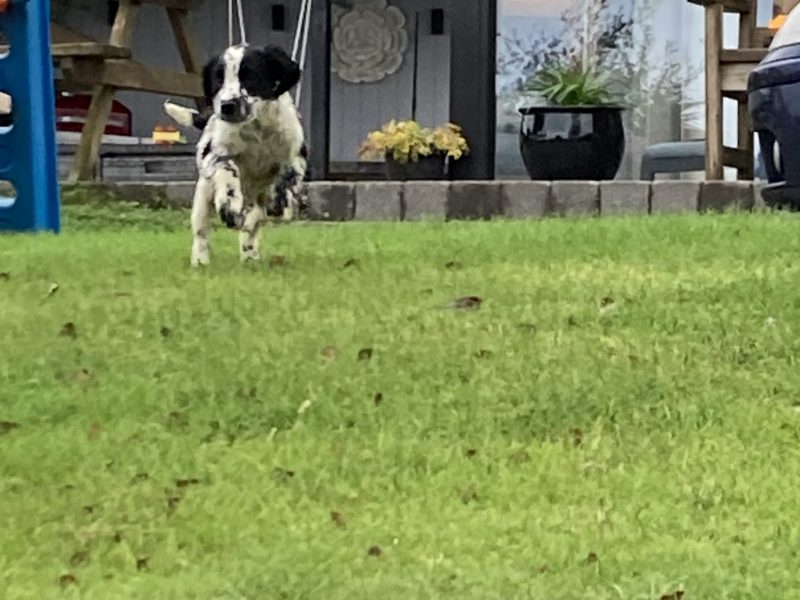 KC registered springer spaniel pups from working parents, both mum and dad are my own working dogs and are here to be seen, pups retrieving and sitting etc already, well socialised and not at all shy.. vaccinated, micro chipped, docked and vet checked.