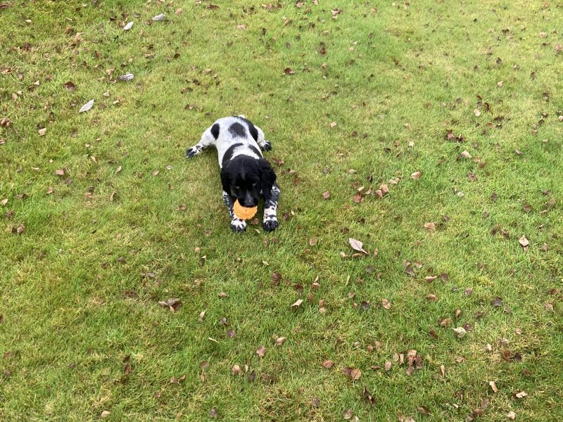 KC registered springer spaniel pups from working parents, both mum and dad are my own working dogs and are here to be seen, pups retrieving and sitting etc already, well socialised and not at all shy.. vaccinated, micro chipped, docked and vet checked.