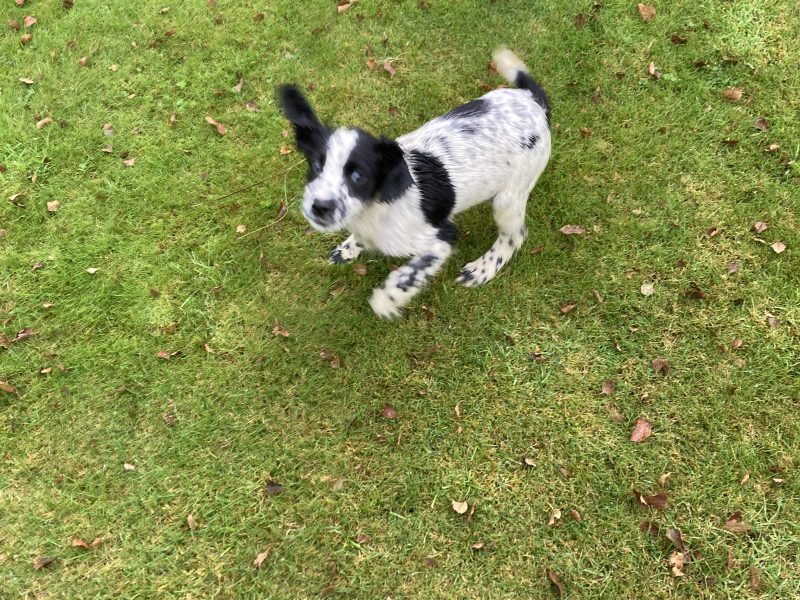 KC registered springer spaniel pups from working parents, both mum and dad are my own working dogs and are here to be seen, pups retrieving and sitting etc already, well socialised and not at all shy.. vaccinated, micro chipped, docked and vet checked.