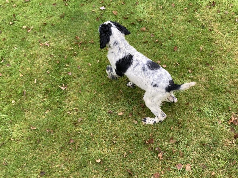 KC registered springer spaniel pups from working parents, both mum and dad are my own working dogs and are here to be seen, pups retrieving and sitting etc already, well socialised and not at all shy.. vaccinated, micro chipped, docked and vet checked.