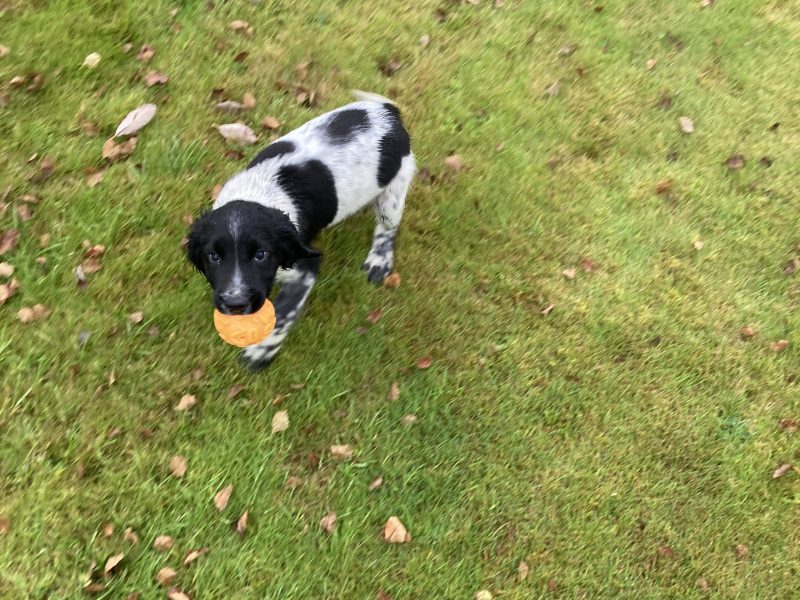 KC registered springer spaniel pups from working parents, both mum and dad are my own working dogs and are here to be seen, pups retrieving and sitting etc already, well socialised and not at all shy.. vaccinated, micro chipped, docked and vet checked.