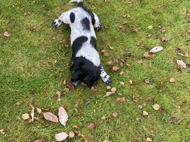 KC registered springer spaniel pups from working parents, both mum and dad are my own working dogs and are here to be seen, pups retrieving and sitting etc already, well socialised and not at all shy.. vaccinated, micro chipped, docked and vet checked.