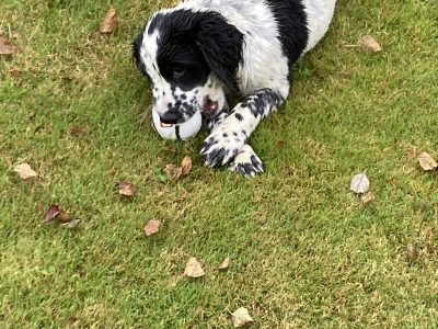 KC registered springer spaniel pups from working parents, both mum and dad are my own working dogs and are here to be seen, pups retrieving and sitting etc already, well socialised and not at all shy.. vaccinated, micro chipped, docked and vet checked.