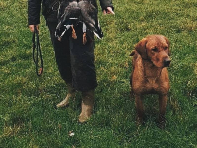 KC Fox Red Labradors Puppies