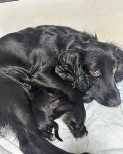 KC Registered Working Cocker Spaniels - 2 boys