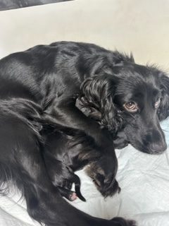 KC Registered Working Cocker Spaniels - 2 boys