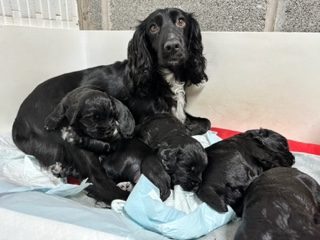 KC Registered Working Cocker Spaniels - 2 boys
