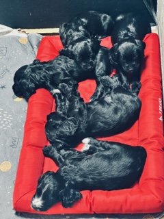 KC Registered Working Cocker Spaniels - 2 boys
