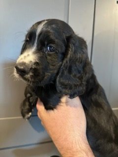 KC Registered Working Cocker Spaniels - 2 boys