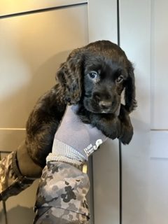 KC Registered Working Cocker Spaniels - 2 boys