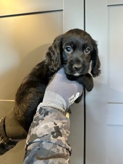 KC Registered Working Cocker Spaniels - 2 boys