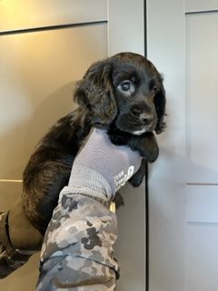 KC Registered Working Cocker Spaniels - 2 boys