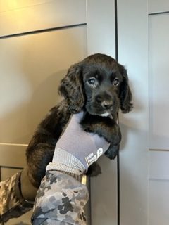 KC Registered Working Cocker Spaniels - 2 boys
