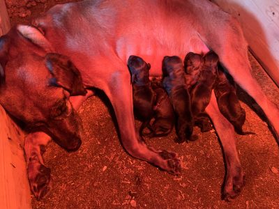 Bavarian hound puppies