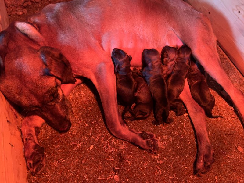 Bavarian hound puppies