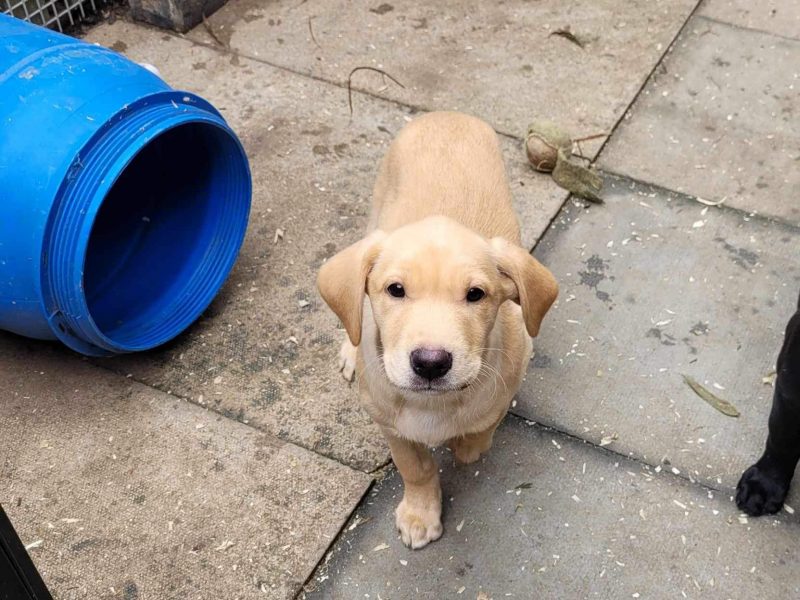 Working Lab pups