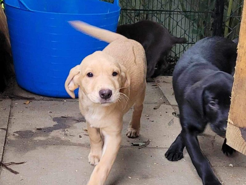 Working Lab pups
