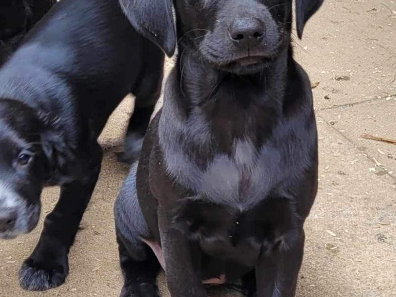 Working Lab pups