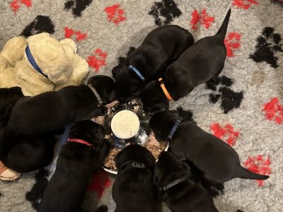 Litter of 8 Welll Bred Labrador Working Puppies