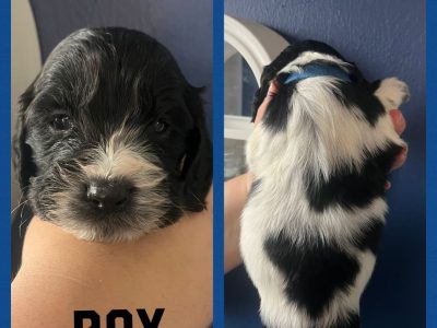 12 sprocker spaniel puppies, ready end of nov