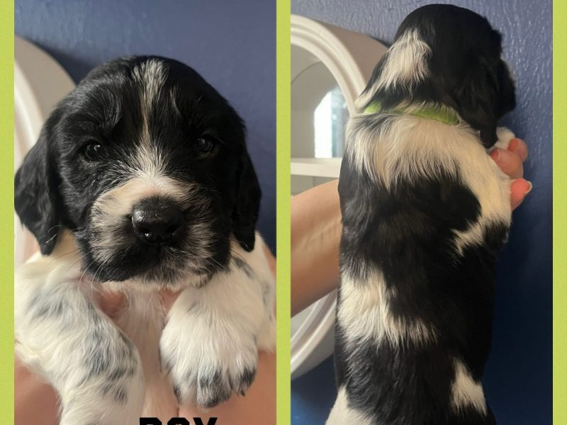 12 sprocker spaniel puppies, ready end of nov