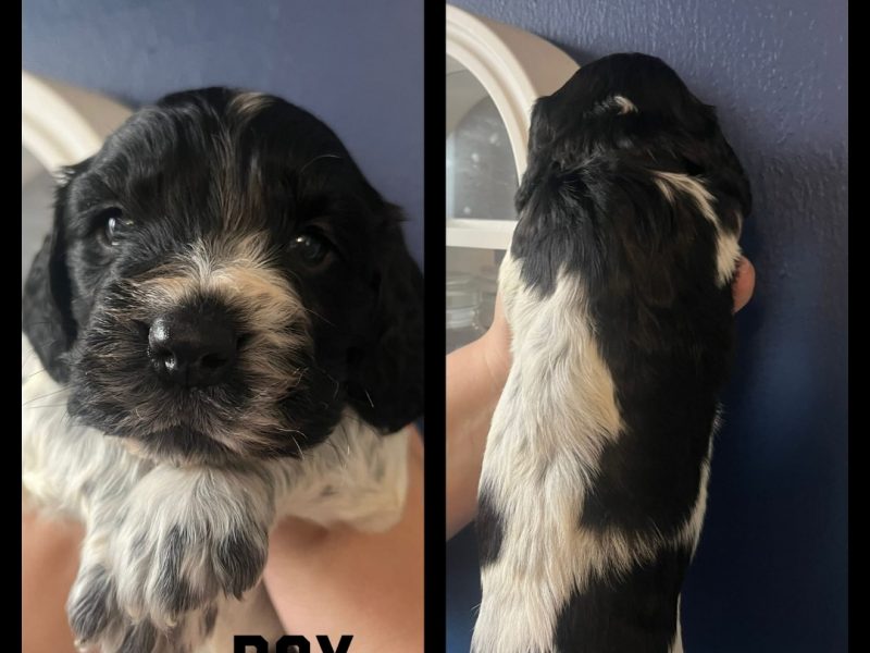 12 sprocker spaniel puppies, ready end of nov