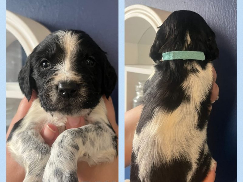 12 sprocker spaniel puppies, ready end of nov