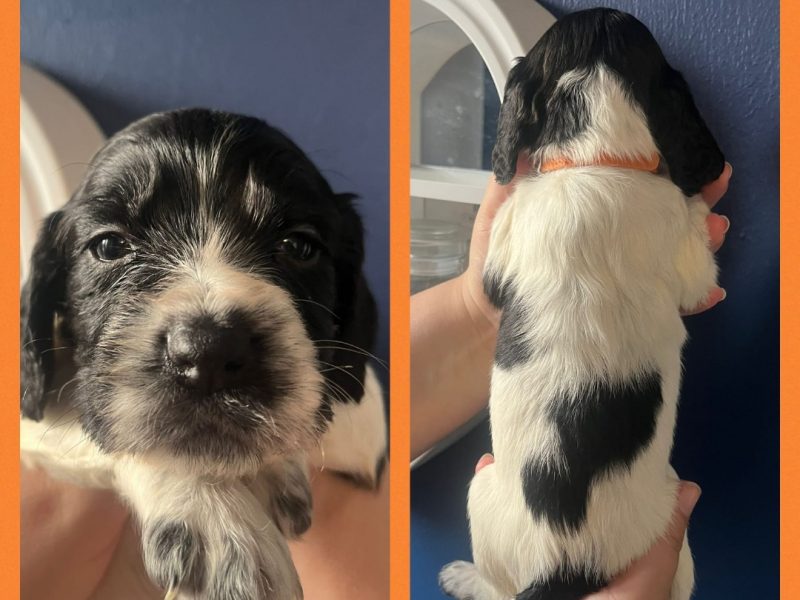12 sprocker spaniel puppies, ready end of nov