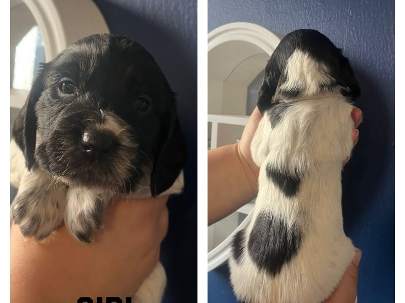12 sprocker spaniel puppies, ready end of nov