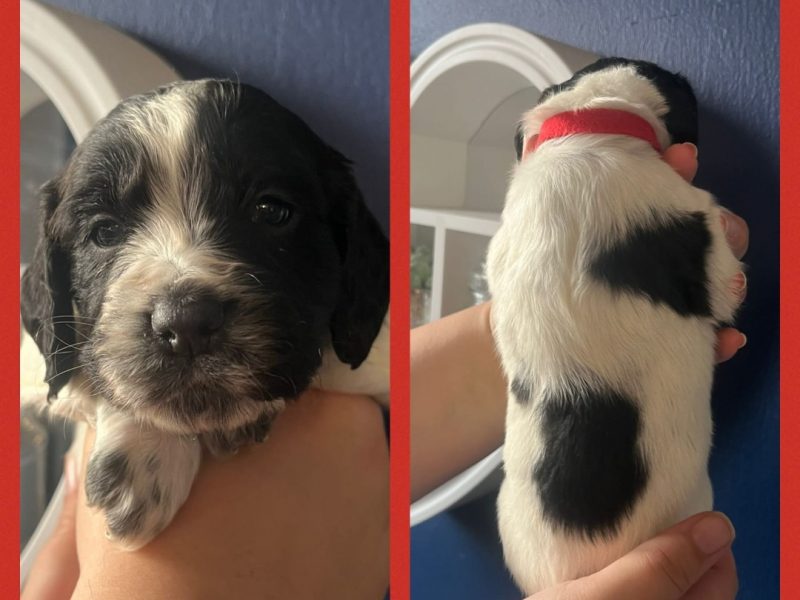 12 sprocker spaniel puppies, ready end of nov